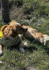 Kayseri’de Köpek Faciası: 4 Yaşındaki Çocuk Yaralandı!