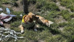 Kayseri’de Köpek Faciası: 4 Yaşındaki Çocuk Yaralandı!