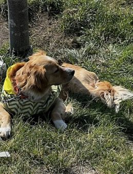 Kayseri’de Köpek Faciası: 4 Yaşındaki Çocuk Yaralandı!