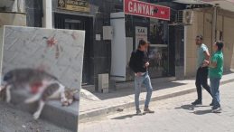 Kediyi pompalı tüfekle öldürdü, serbest kaldı! Mahalleli tepki gösterdi