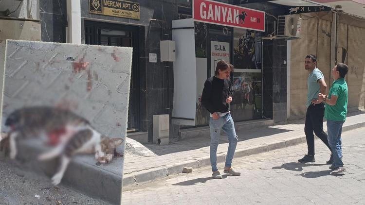Kediyi pompalı tüfekle öldürdü, serbest kaldı! Mahalleli tepki gösterdi