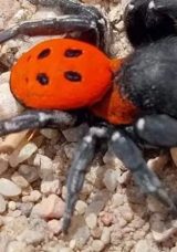 Kırmızı listede yer alan nadir tür Kazdağları’nda görüldü!