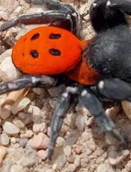 Kırmızı listede yer alan nadir tür Kazdağları’nda görüldü!
