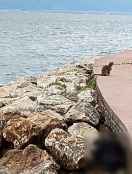 Kocaeli’de Sır Dolu Olay: Sahilde Kayalıklar Üzerinde Erkek Cesedi Bulundu!