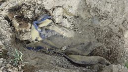 Koyun otlatan çoban battaniyeye sarılı erkek cesedi buldu