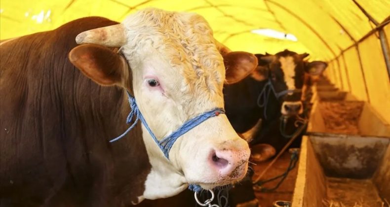 Kurbanlık Satışlarında Yeni Dönem: Büyükşehirlerde Kesim Fiyatları Dahil