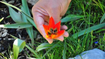 Manisa Lalesini Koparmanın Cezası 557 Bin Lira