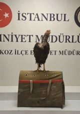 Metruk Binada Horoz Operasyonu