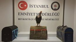 Metruk Binada Horoz Operasyonu