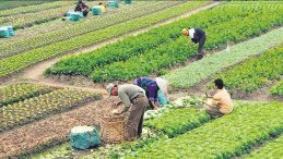 Mevsimlik İşçinin Ücreti Asgari Ücretten Az Olamaz