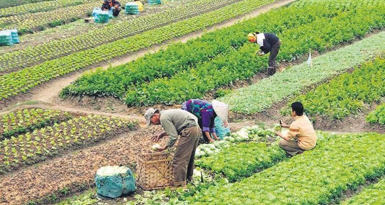 Mevsimlik İşçinin Ücreti Asgari Ücretten Az Olamaz
