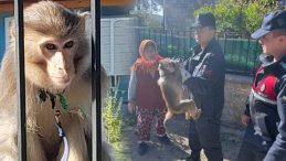 Muğla’da Maymun Yakalandı