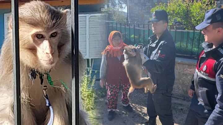 Muğla’da Maymun Yakalandı