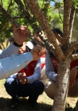 Muğla’da Sakız Üretimi Başladı! 100 Dekarlık Alanda İlk Hasat Gerçekleşti
