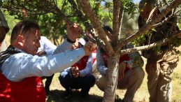Muğla’da Sakız Üretimi Başladı! 100 Dekarlık Alanda İlk Hasat Gerçekleşti