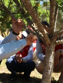 Muğla’da Sakız Üretimi Başladı! 100 Dekarlık Alanda İlk Hasat Gerçekleşti