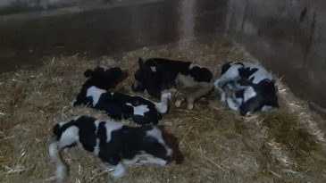 Nadir Görülen Doğum: İnek 5 Buzağı Doğurdu