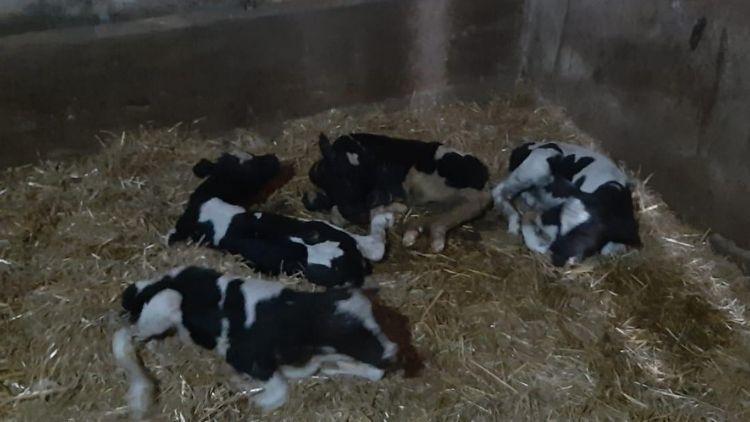 Nadir Görülen Doğum: İnek 5 Buzağı Doğurdu