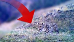Nesli ‘en tehlikede’ kategorisinde! Fotokapana yansıyan görüntüyü Bakan Yumaklı paylaştı