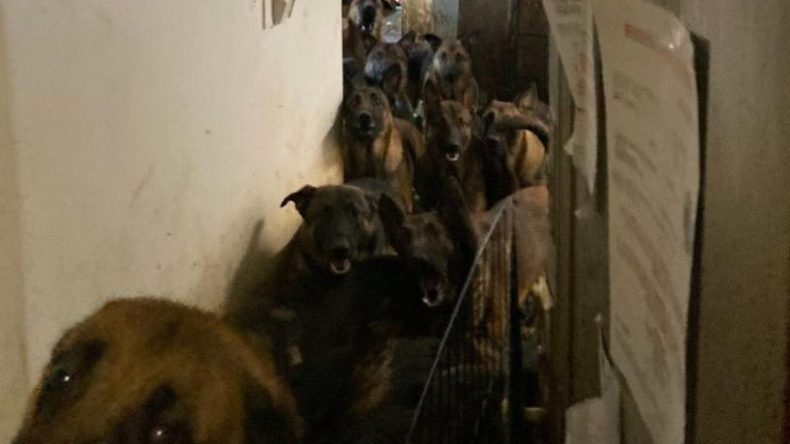 New York’ta Tahliye Edilen Dairede 48 Köpek Kurtarıldı