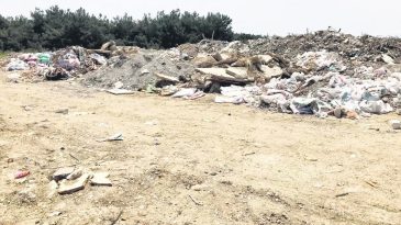 Ormanın Kıyısında Çevre Katliamı