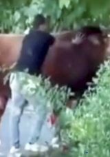 Pazara Getirilen Boğa İpini Koparıp Firar Etti: Kurban Pazarından Kaçan Boğa Güçlükle Yakalandı