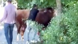 Pazara Getirilen Boğa İpini Koparıp Firar Etti: Kurban Pazarından Kaçan Boğa Güçlükle Yakalandı