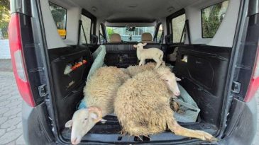 Pes Dedirten Olay! Kurbanlıkları Alıp Ödeme Yapmadan Kaçtılar