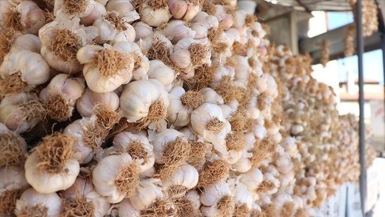 Sahtekarlık sarımsağa da sıçradı, ‘Taşköprü sarımsağı’ diye ‘Çin sarımsağını’ sattılar