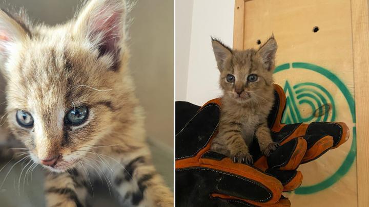 Şırnak’ta Nöbetteki Askerin Fark Ettiği Saz Kedisi Korumaya Alındı