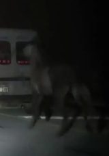 Sivas’ta Üzücü Anlar: Atları Araca Bağlayarak Sürükledi!