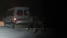 Sivas’ta Üzücü Anlar: Atları Araca Bağlayarak Sürükledi!
