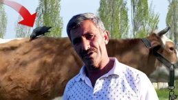 Şüphelenince İzlemeye Aldı: Kargaların İneğinden Faydalandığını Görünce Şaşkına Döndü