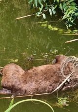 Tarla Kenarındaki Korkutucu Manzara: 3 Başsız Köpek Bulundu!