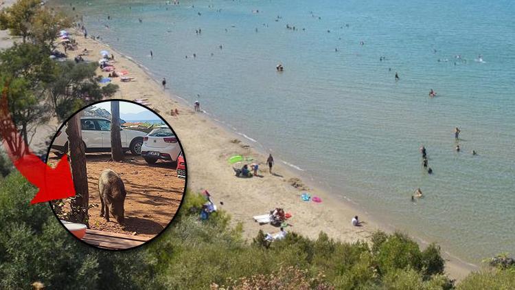 Tatilci kadına kötü sürpriz! Çantasını yaban domuzu kaçırdı