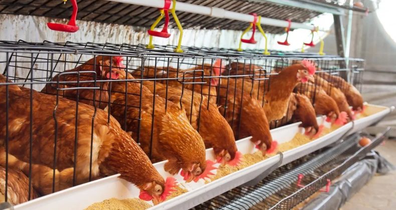 Tavuk Eti Üretiminde Artış, Yumurtada Düşüş Yaşanıyor