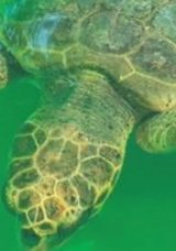 Tedavi Edilen 50 Deniz Kaplumbağası Denizle Buluşacak