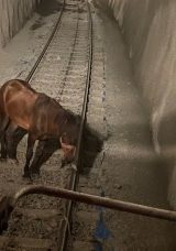 Tren Makinistleri, Raylarda Durmuş Atı Son Anda Kurtardı