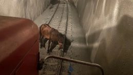 Tren Makinistleri, Raylarda Durmuş Atı Son Anda Kurtardı