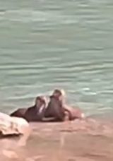 Tunceli’de Koruma Altındaki Su Samurları Görüntülendi