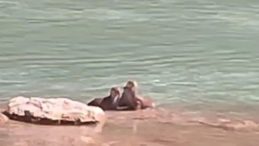 Tunceli’de Koruma Altındaki Su Samurları Görüntülendi