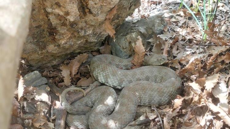 Türkiye’nin En Zehirli Yılanı Tunceli’de Ortaya Çıktı!