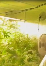 Villada Hint Keneviri Yetiştiren Şüpheli Gözaltına Alındı