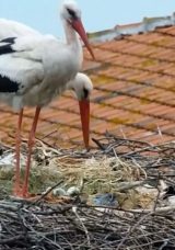 Yaren Leylekten Müjdeli Haber