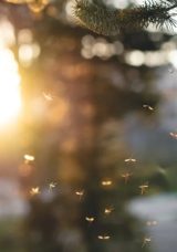 Yaz Gecelerinin Kabusu Sona Eriyor: Sivrisinekleri Anında Uzaklaştıran Mucizevi Yöntem!