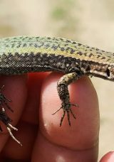 Yeni Bulunan Kertenkeleye Annesinin Adı Verildi!