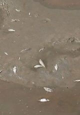 Yeşilırmak’ta Oksijen Tükeniyor, Balıklar Hayatını Kaybediyor