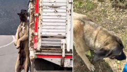 Yozgat’ta Tepki Çeken Görüntü! Kasasında Köpek İle Seyreden Kamyonetin Sürücüsü Hakkında Adli İşlem