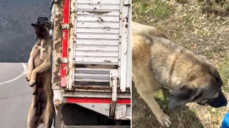Yozgat’ta Tepki Çeken Görüntü! Kasasında Köpek İle Seyreden Kamyonetin Sürücüsü Hakkında Adli İşlem