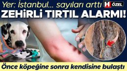 Zehirli Tırtıl Uyarısı! Önce Köpeğine Sonra Kendisine Bulaştı… ‘Ağzının İçinde Asit Dökülmüş Gibi Eriyordu’